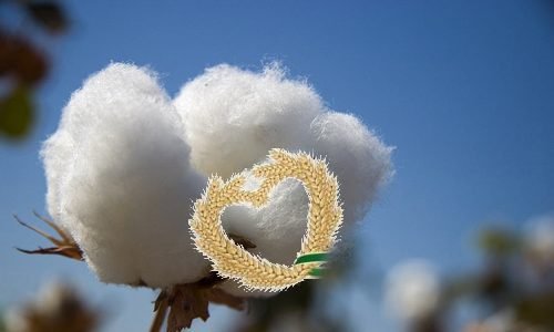 COTTON