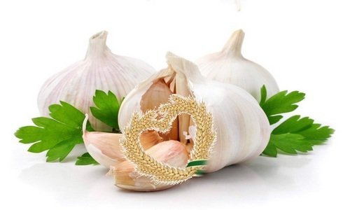 Garlic